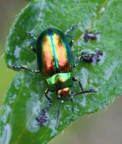 Chrysolina fastuosa